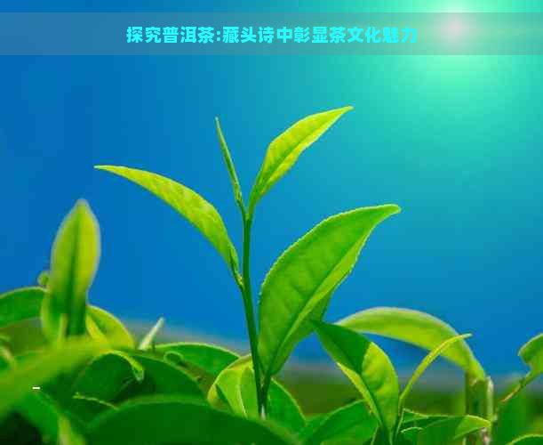 探究普洱茶:藏头诗中彰显茶文化魅力