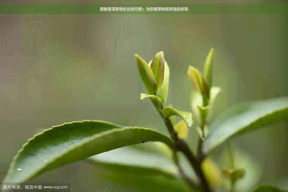 揭秘普洱茶性价比排行榜：为您推荐物超所值的好茶