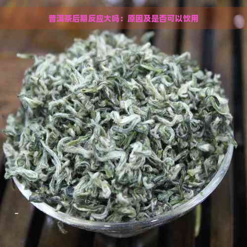 普洱茶后期反应大吗：原因及是否可以饮用