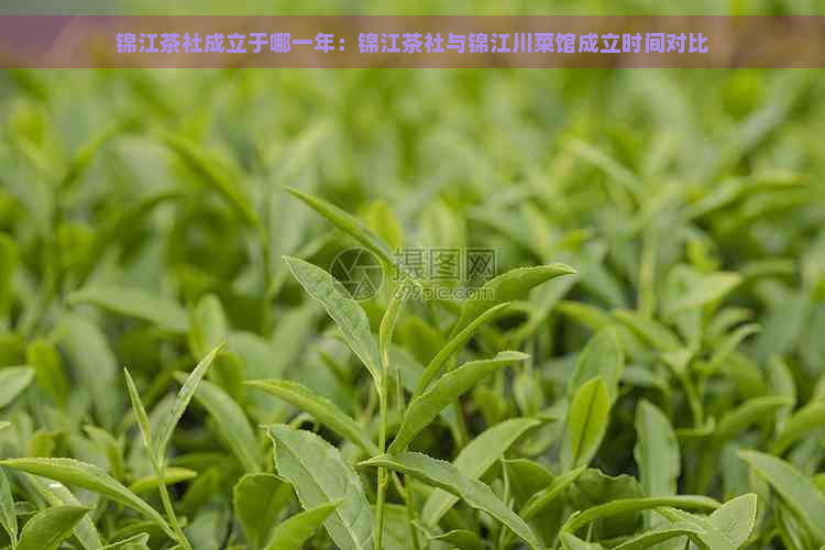 锦江茶社成立于哪一年：锦江茶社与锦江川菜馆成立时间对比