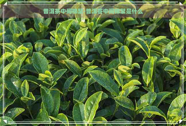 普洱茶中间棉絮-普洱茶中间棉絮是什么