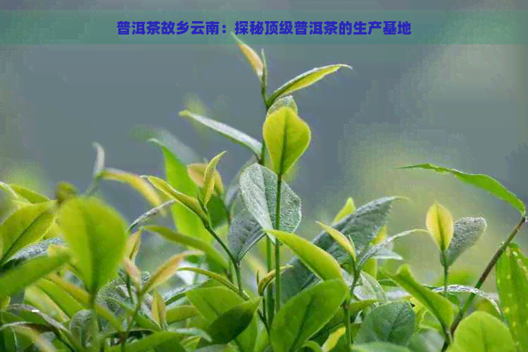 普洱茶故乡云南：探秘顶级普洱茶的生产基地