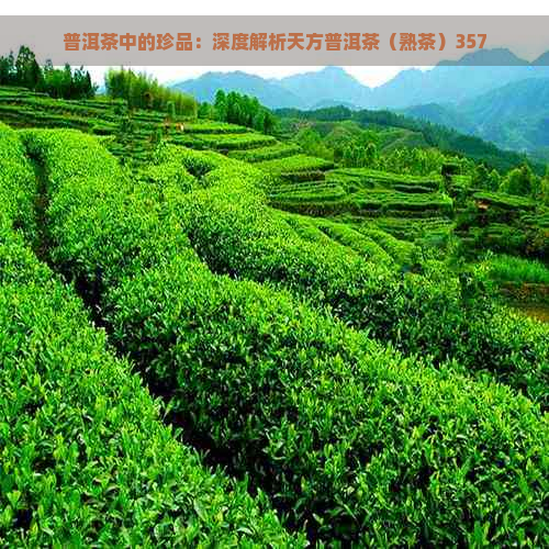 普洱茶中的珍品：深度解析天方普洱茶（熟茶）357