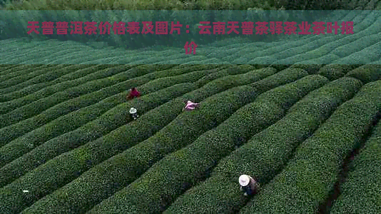 天普普洱茶价格表及图片：云南天普茶驿茶业茶叶报价