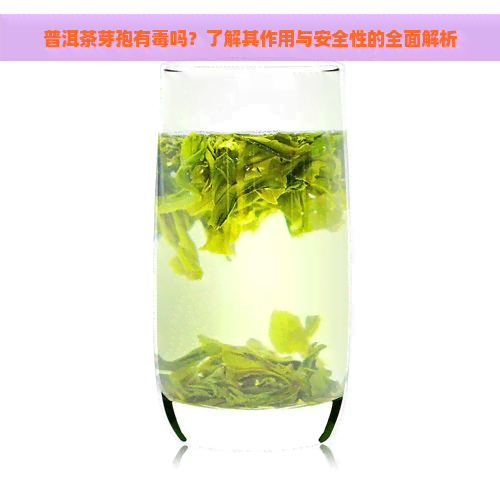 普洱茶芽孢有吗？了解其作用与安全性的全面解析