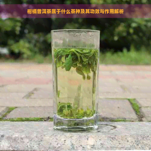 柑橘普洱茶属于什么茶种及其功效与作用解析