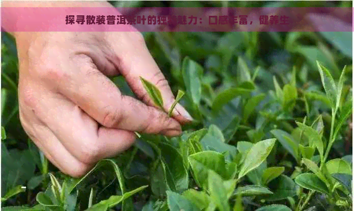 探寻散装普洱茶叶的独特魅力：口感丰富，健养生