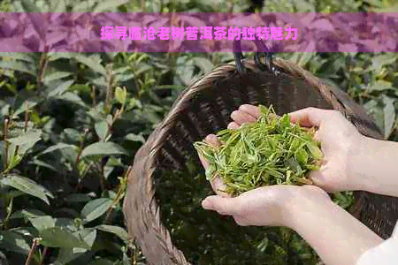 探寻临沧老树普洱茶的独特魅力