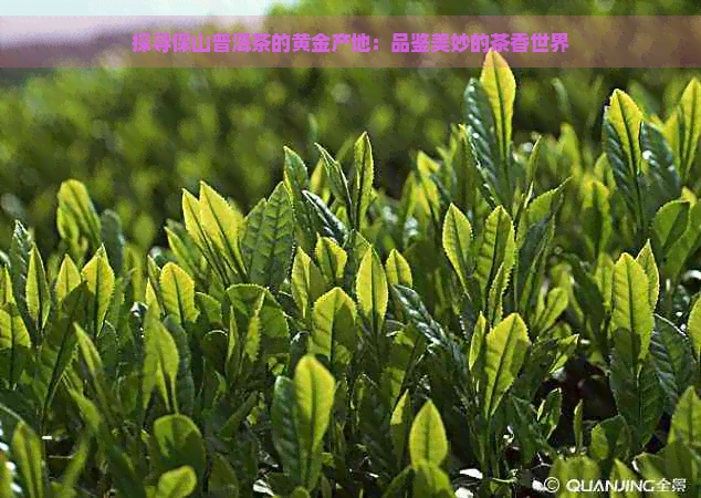 探寻保山普洱茶的黄金产地：品鉴美妙的茶香世界