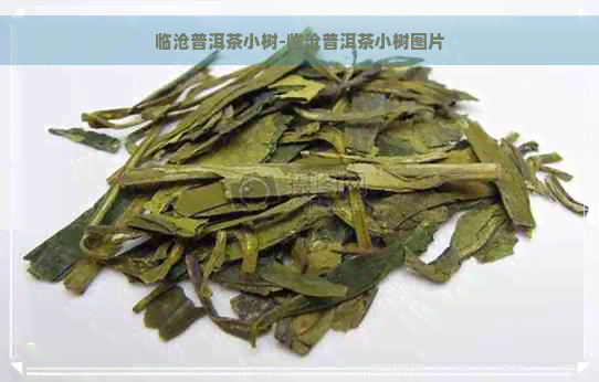 临沧普洱茶小树-临沧普洱茶小树图片