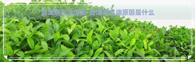 普洱茶出油原因-普洱茶出油原因是什么