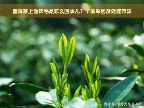 普洱茶上面长毛是怎么回事儿？了解原因及处理方法