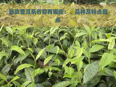 陈皮普洱茶名称有哪些：、品种及特点盘点