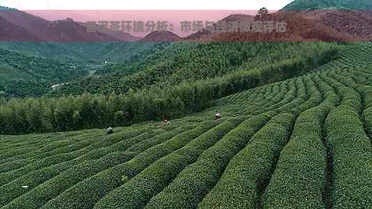 普洱茶环境分析：市场与经济微观评估