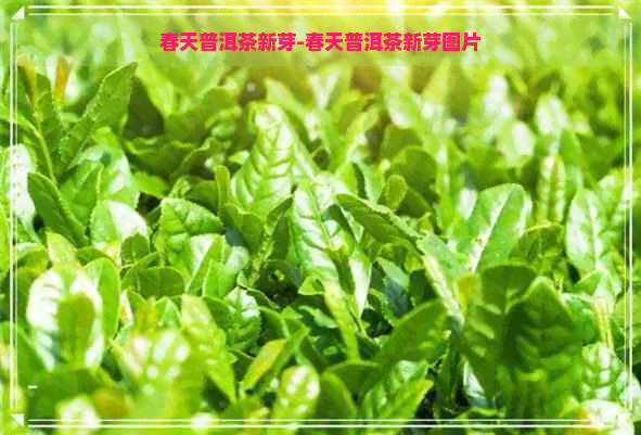 春天普洱茶新芽-春天普洱茶新芽图片