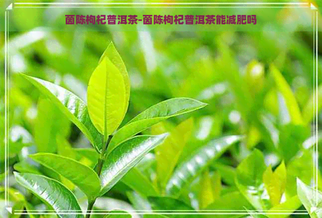 茵陈枸杞普洱茶-茵陈枸杞普洱茶能减肥吗