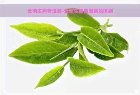 云南生熟普洱茶-云南生熟普洱茶的区别