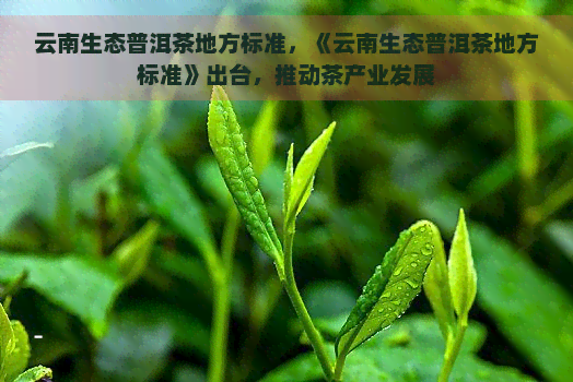 云南生态普洱茶地方标准，《云南生态普洱茶地方标准》出台，推动茶产业发展