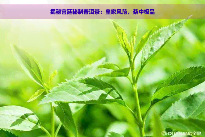 揭秘宫廷秘制普洱茶：皇家风范，茶中极品