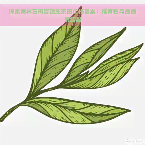 探索雨林古树普洱生茶的价格因素：稀有性与品质的结晶