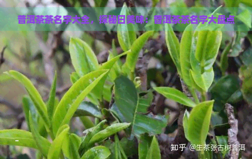 普洱茶茶名字大全，探秘日美味：普洱茶茶名字大盘点