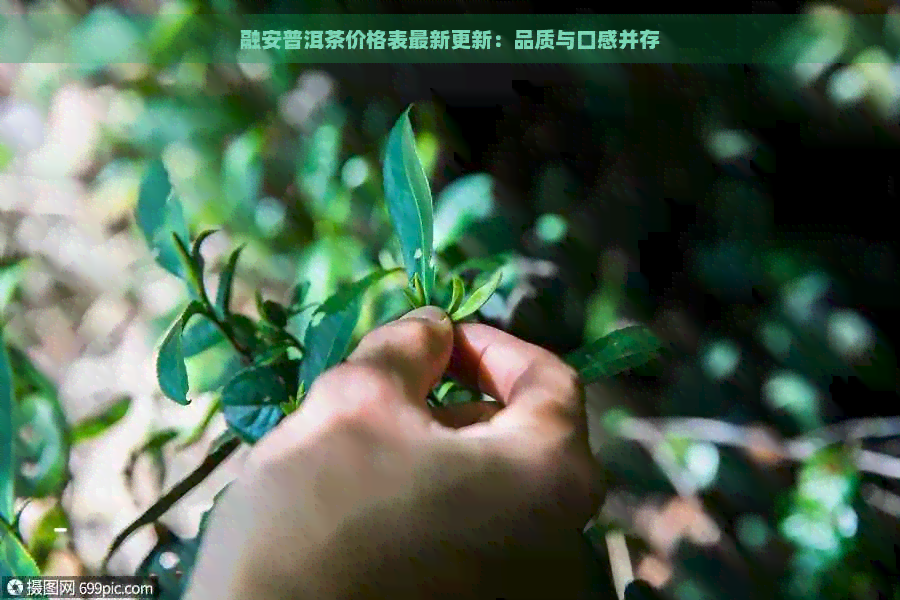 融安普洱茶价格表最新更新：品质与口感并存