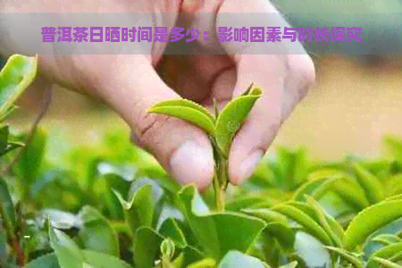 普洱茶日晒时间是多少：影响因素与时长探究