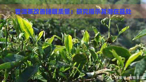 普洱茶改善睡眠质量：研究揭示其潜在益处