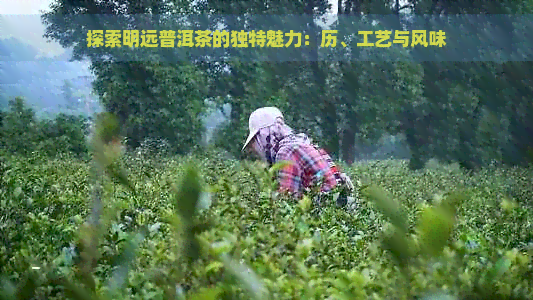 探索明远普洱茶的独特魅力：历、工艺与风味