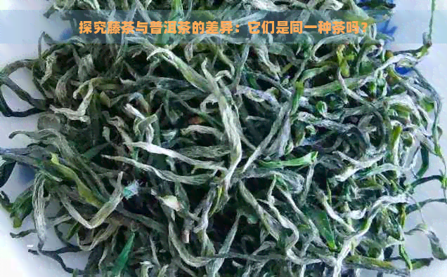 探究藤茶与普洱茶的差异：它们是同一种茶吗？