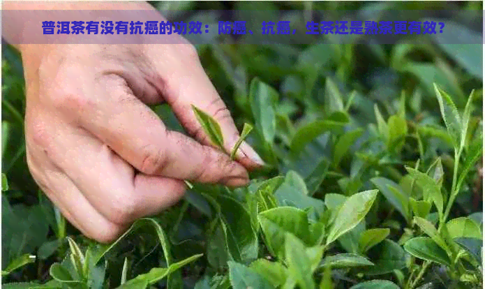 普洱茶有没有抗癌的功效：防癌、抗癌，生茶还是熟茶更有效？