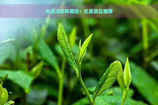 肃普洱茶有哪些：优质茶品推荐