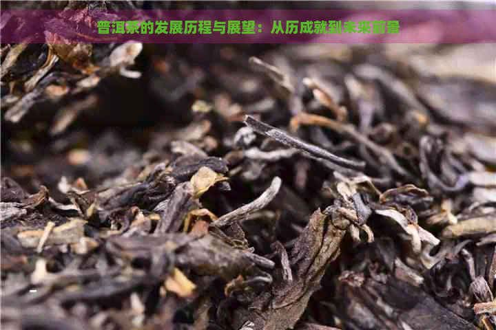 普洱茶的发展历程与展望：从历成就到未来前景