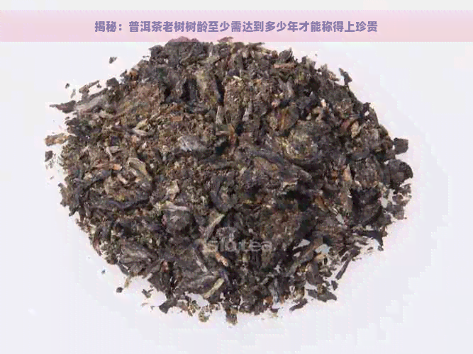 揭秘：普洱茶老树树龄至少需达到多少年才能称得上珍贵