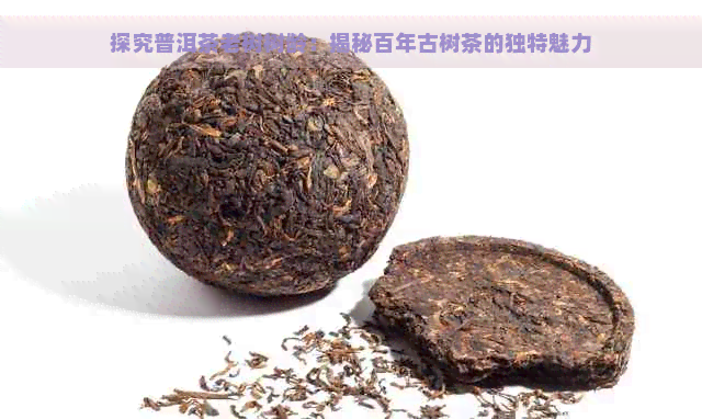 探究普洱茶老树树龄：揭秘百年古树茶的独特魅力