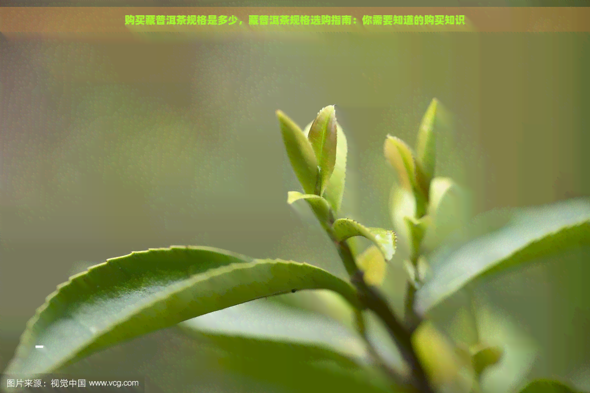 购买藏普洱茶规格是多少，藏普洱茶规格选购指南：你需要知道的购买知识