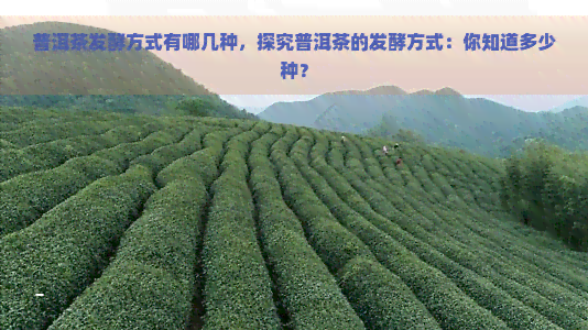 普洱茶发酵方式有哪几种，探究普洱茶的发酵方式：你知道多少种？