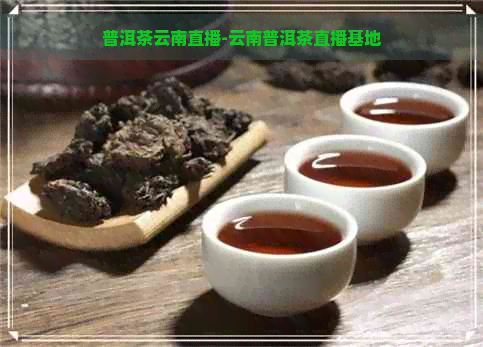 普洱茶云南直播-云南普洱茶直播基地