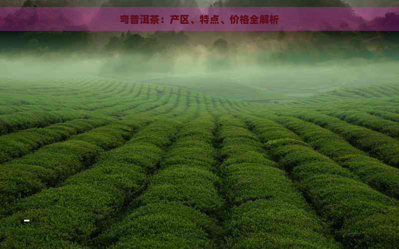弯普洱茶：产区、特点、价格全解析