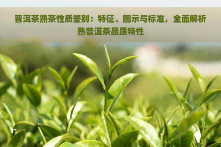 普洱茶熟茶性质鉴别：特征、图示与标准，全面解析熟普洱茶品质特性