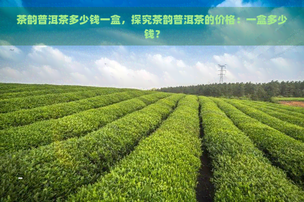 茶韵普洱茶多少钱一盒，探究茶韵普洱茶的价格：一盒多少钱？