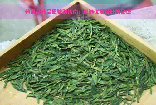 普洱茶叶品质鉴别指南：挑选优质茶叶的秘诀