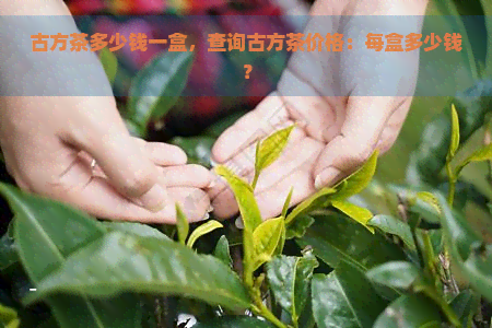 古方茶多少钱一盒，查询古方茶价格：每盒多少钱？