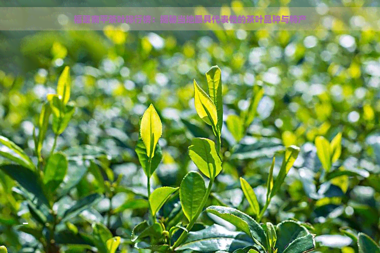 福建南平茶叶排行榜：揭秘当地更具代表性的茶叶品种与特产