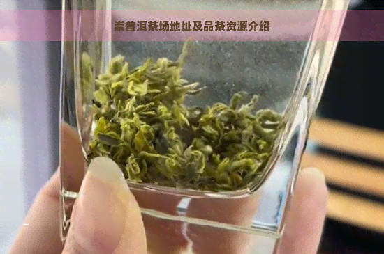 崇普洱茶场地址及品茶资源介绍