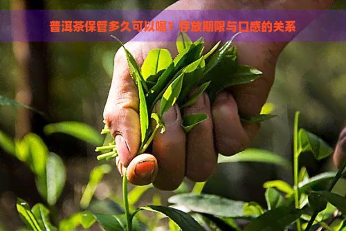 普洱茶保管多久可以喝？存放期限与口感的关系