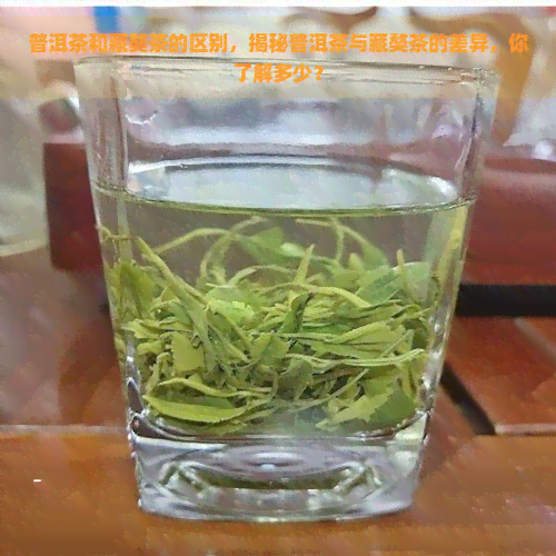 普洱茶和藏獒茶的区别，揭秘普洱茶与藏獒茶的差异，你了解多少？