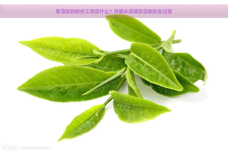 普洱茶的制作工序是什么？详解从采摘到压制的全过程