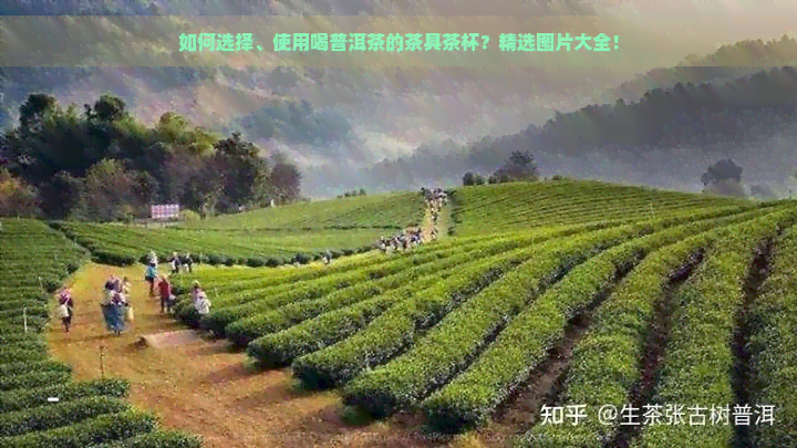 如何选择、使用喝普洱茶的茶具茶杯？精选图片大全！