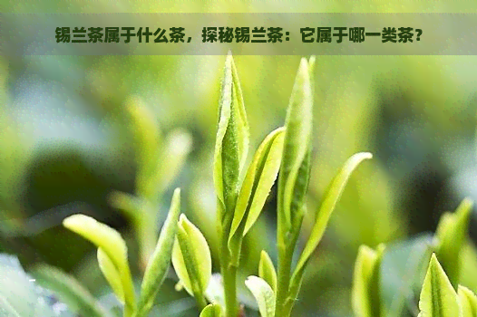 锡兰茶属于什么茶，探秘锡兰茶：它属于哪一类茶？